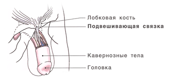 Анатомия полового члена