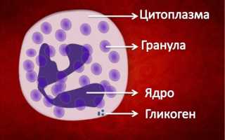 Понижены нейтрофилы у взрослого: о чем это говорит?